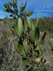 Searsia albomarginata