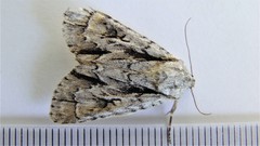 Acronicta hasta