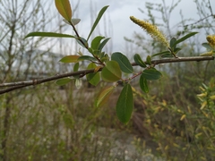 Salix triandra