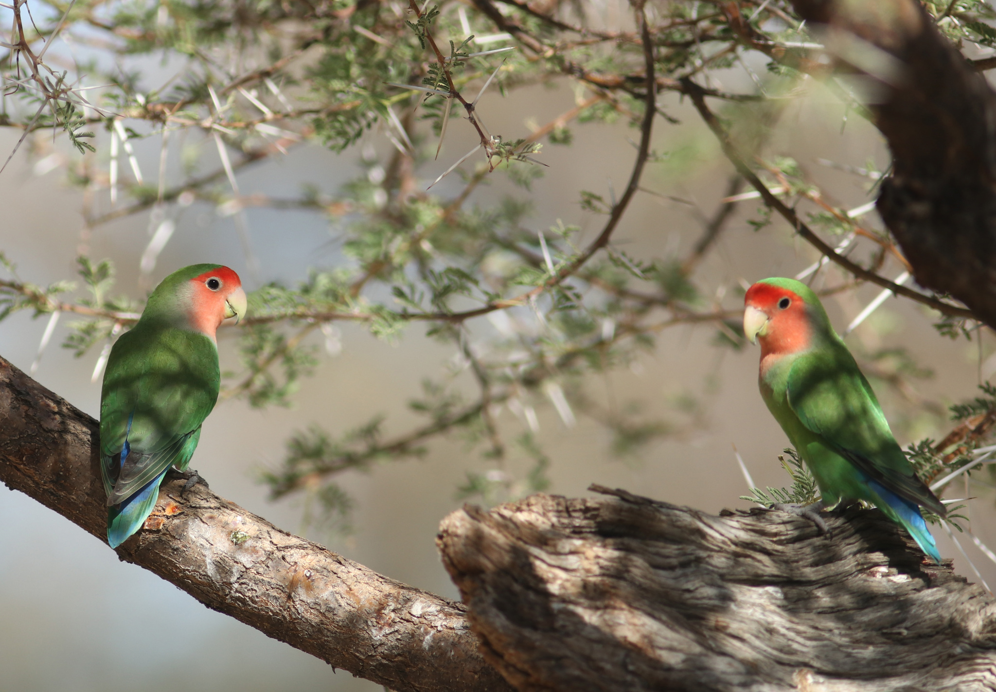 Rosy-faced Lovebird