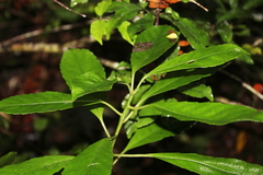 Melicytus macrophyllus