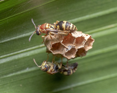 Ropalidia cyathiformis