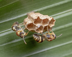 Ropalidia cyathiformis