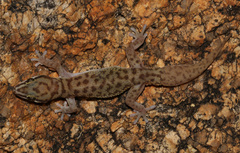 Windhoek Thick-toed Gecko