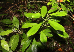 Melicytus macrophyllus