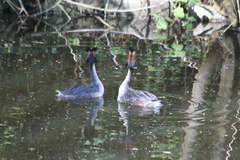 Podiceps cristatus