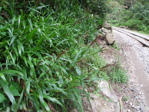 carpetgrass (Axonopus scoparius)