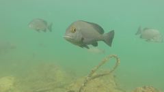 Plectorhinchus schotaf