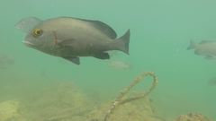 Plectorhinchus schotaf