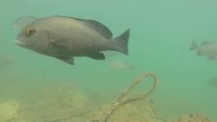 Plectorhinchus schotaf