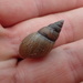 Bulimulus - Photo (c) Andy Newman,  זכויות יוצרים חלקיות (CC BY-NC), uploaded by Andy Newman