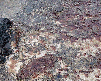 Bangia atropurpurea observed 2024-01-01