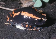 Phrynomantis bifasciatus