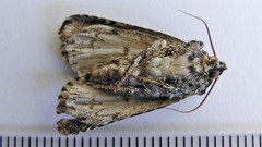 Acronicta afflicta