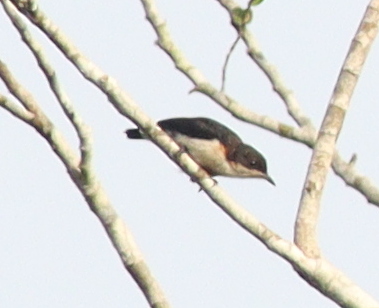 Violet-backed Hyliota (Hyliota violacea), photo 1