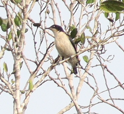 Violet-backed Hyliota (Hyliota violacea), photo 2