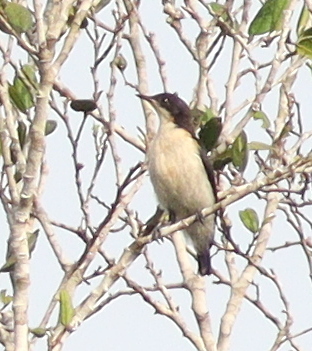 Violet-backed Hyliota (Hyliota violacea), photo 4