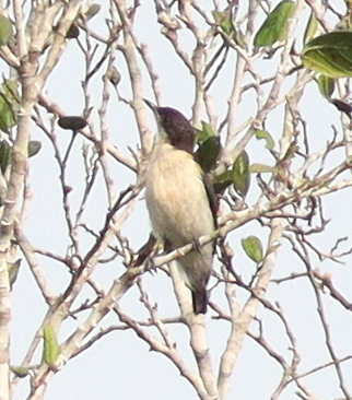 Violet-backed Hyliota (Hyliota violacea), photo 3