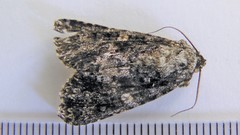 Acronicta afflicta