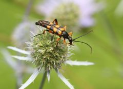 Strangalia attenuata