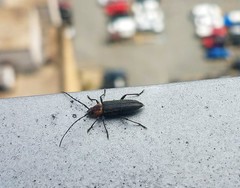 Stenosphenus notatus