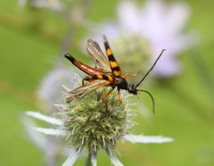 Strangalia attenuata