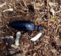 Physomeloe corallifer