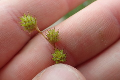 Carex brevior