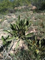 Searsia albomarginata