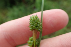 Carex complanata