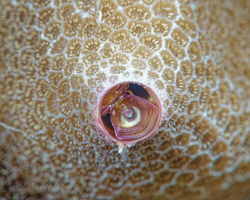 Petaloconchus keenae observed 2024-01-06