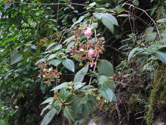 Chaetogastra incarum