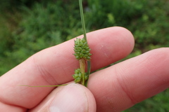 Carex complanata