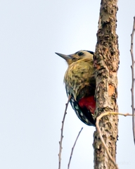 Fulvous-Breasted Woodpecker photo 4