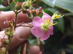 Chaetogastra incarum