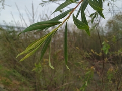 Salix elbursensis