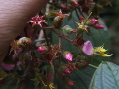 Chaetogastra incarum