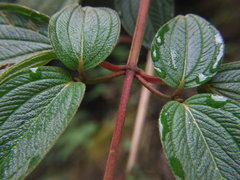 Chaetogastra incarum