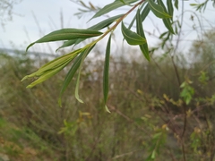 Salix elbursensis