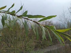 Salix elbursensis
