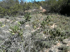 Searsia albomarginata