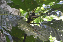 Pteroglossus torquatus image