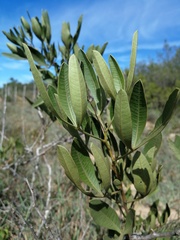 Searsia albomarginata