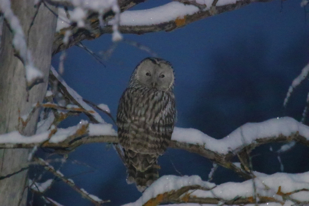 Ural Owl In January 2024 By INaturalist   Large 