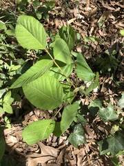 Toxicodendron radicans