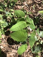 Toxicodendron radicans