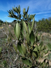 Searsia albomarginata