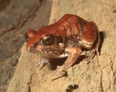 Arthroleptis stenodactylus