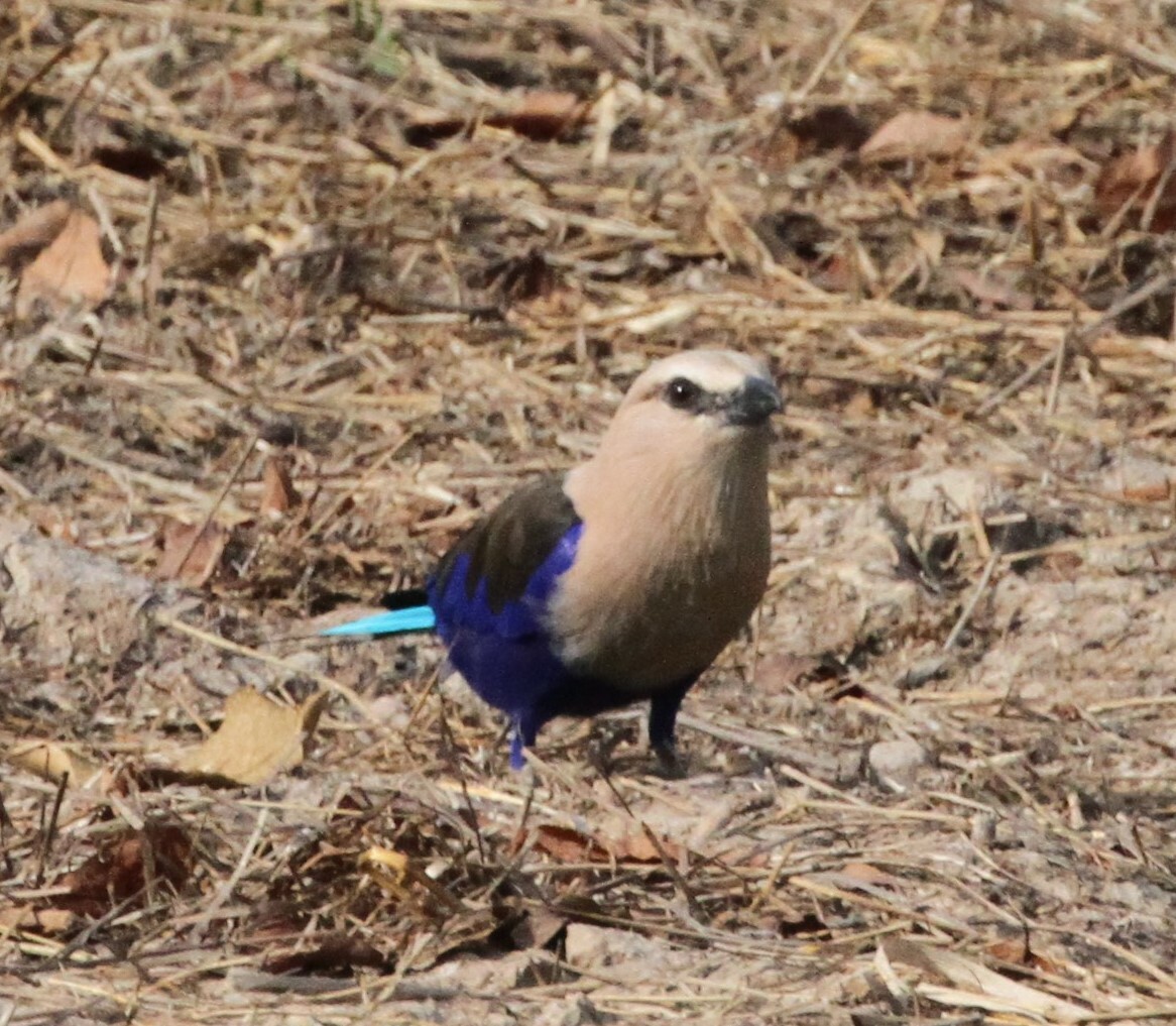 Blue-bellied Roller illustration