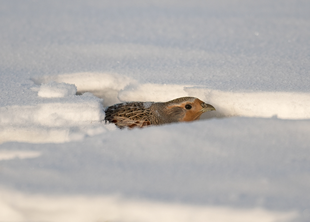 Gray Partridge In January 2024 By INaturalist   Large 